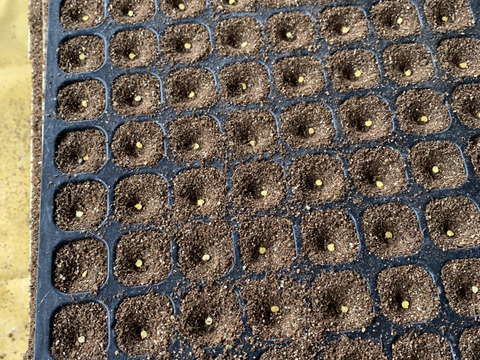 甘みの向こう側に辛味あり。シシトウ「翠臣」100g×6袋