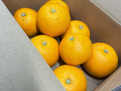 【母の日ギフト】『粒が際立つ木成り八朔』約6〜8玉入り サイズ混合