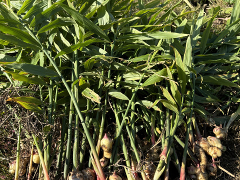 【冬ギフト】濃厚生姜！【生姜シロップ】180ml×3本箱入り