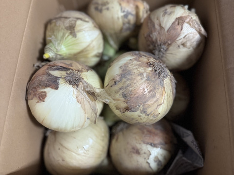 【祝!3年連続金賞🏆】淡路島新玉ねぎ3kg