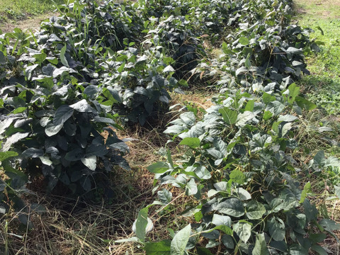 自然農で作った令和7年産　黒千石大豆　500g