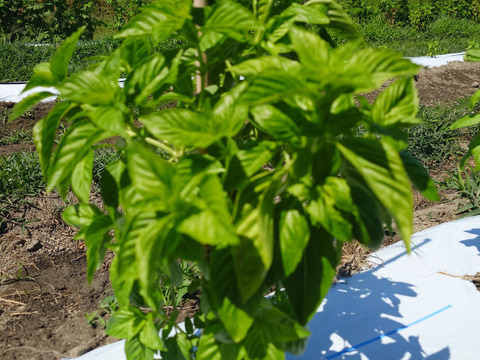 秋の自然栽培野菜LLセット7種類〜《12月、自然栽培野菜5.5kg前後80サイズ》朝採りで超新鮮［季節の固定種在来種専門農家だからできる］淡路島から初収穫固定種人参いり