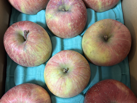 県外のスーパーなどに並ばない冬獲り完熟りんご‼︎今年も完熟の証【いぼりりんご】が仕上がりました◎青森県産蜜入り葉取らずサンふじ３キロ　大玉中玉8個〜11個