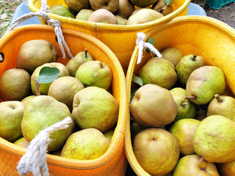 【冬ギフト】【日付指定可能】大玉サイズ　とろける甘さのラフランス　特秀品　3キロ(8~9玉)　お歳暮、贈り物にも「熨斗対応可」