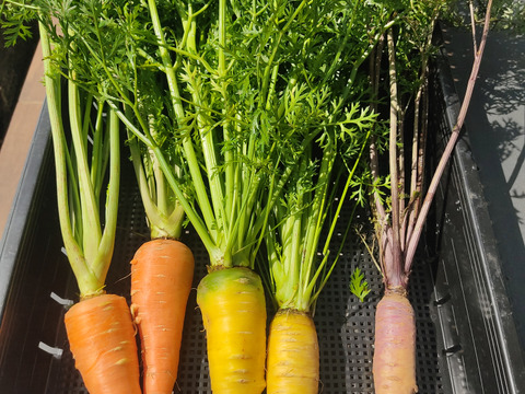 🌈🥕まるでお野菜の宝石箱！【贅沢3色の彩り】オレンジ×黄色×紫｜葉付きカラフルニンジン食べ比べセット約2kg｜サラダ・グリル・ラペに｜農薬・化成肥料不使用🥕
