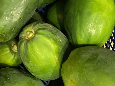 温室栽培の青パパイヤ　2キロ以上（2個か3個）