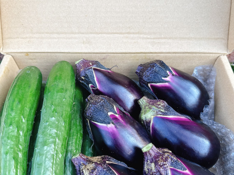 【お漬物セット】皮の柔らかい水茄子と胡瓜のセット商品‼️60サイズの箱でお届け‼️
