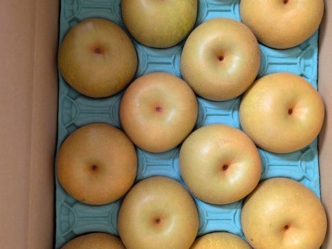 あきづき呉羽梨家庭用玉数お任せ：富山県産のあきづき｜食べチョク