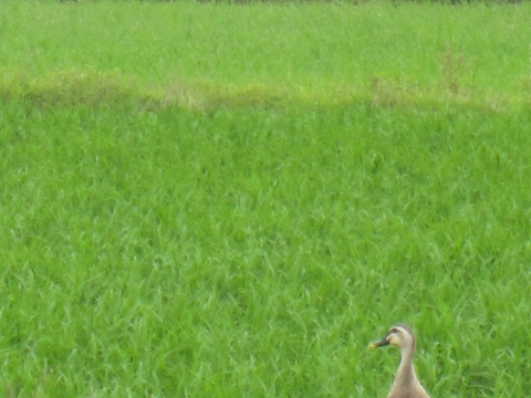 一等米【栽培期間中農薬不使用・精米２kｇ＆玄米2ｋｇ＆ぬか500ｇ】特別栽培米コシヒカリ・令和5年産・有機質肥料のみ・動物性堆肥不使用