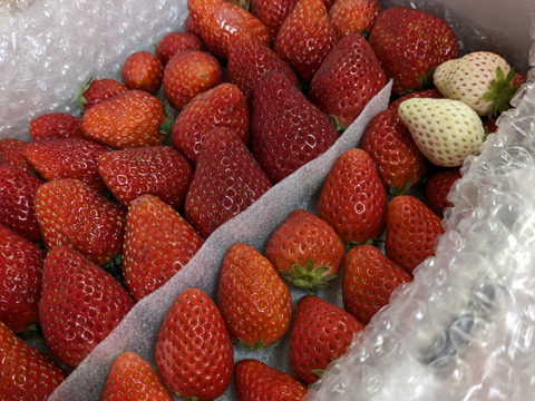 ２箱セット
トクトク🍓いちごの宝石箱
朝摘み完熟❤️酵素栽培の
こだわりとちおとめ