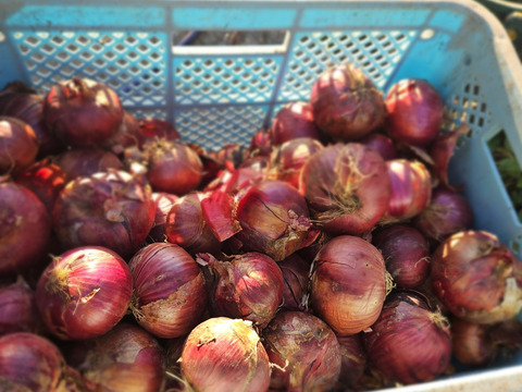 サラダなどの彩りに紫玉ねぎ　5kg(2S～Mサイズ）