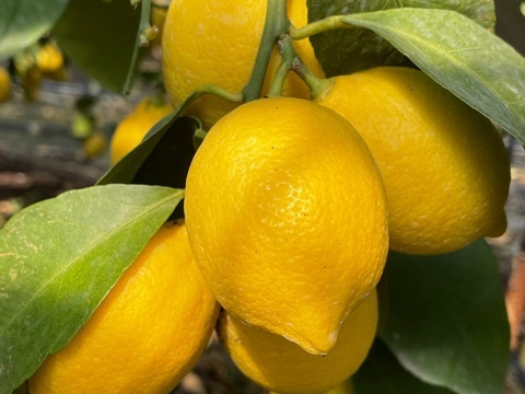 皮まで安心！残留農薬0のエコファーマー認定ハウス栽培のレモン（2ｋｇ）