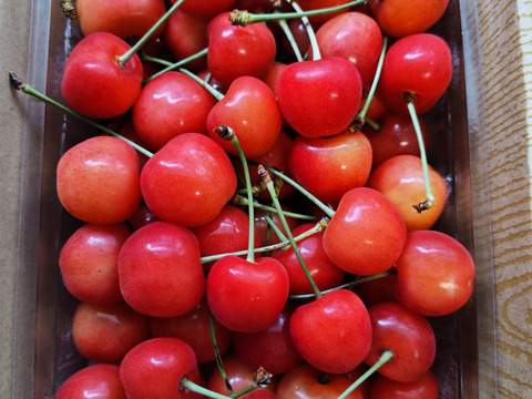 【さくらんぼ最高糖度賞受賞園地】佐藤錦　秀品1kg