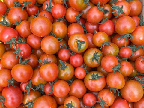 久松農園のトマトジュース　200ml×8本セット