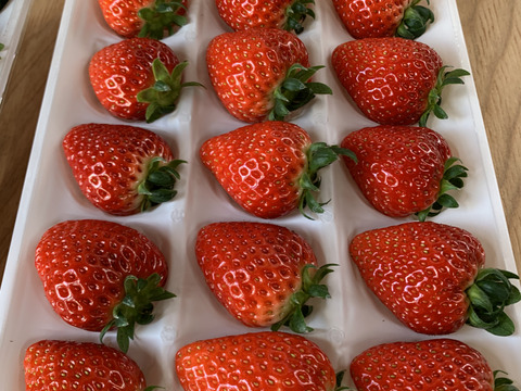 【期間限定】果汁たっぷり！フルーティーな甘みのみおしずく400〜430g