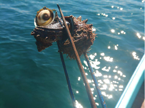 【お試し価格】『青森県産』天然サザエ　壺焼き・お刺身OK！（砂抜き済み 1kg）　(食べやすい小～中サイズ)【関東・東北地方の方むけ】