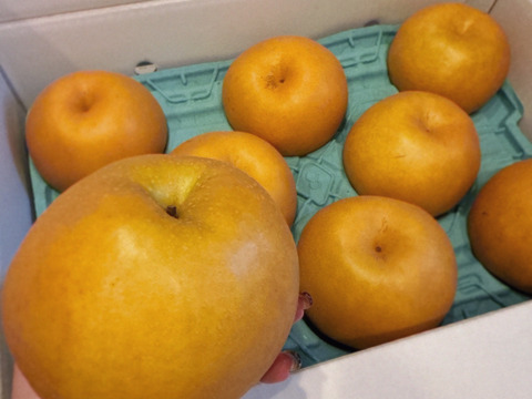 大玉梨　上品な甘さと良き香り【梨：新高】18～6個（約5kg）