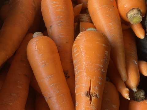 有機人参（訳ありC品）　3kg農薬・化学肥料不使用！小分け袋付！【有機JAS認証】