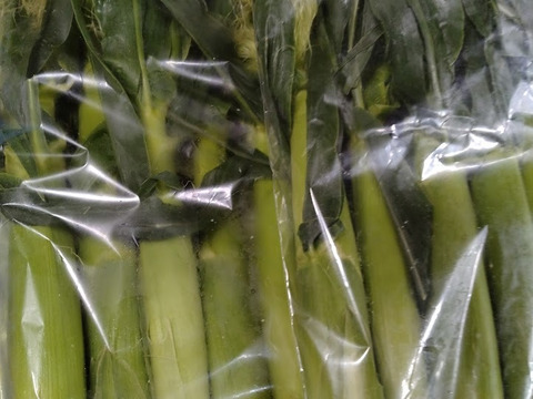 北海道産ヤングコーン20本