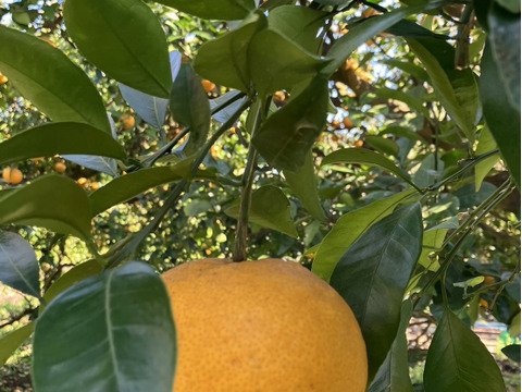 鹿児島県産「甘夏みかんと橙の詰め合わせ」10㎏