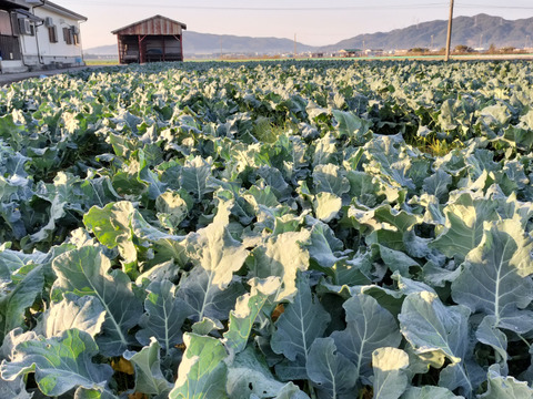 淡路産　朝採れミニミニブロッコリー