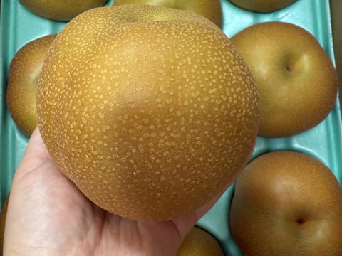 あま酸っぱーい梨♡豊水【規格外】5kg