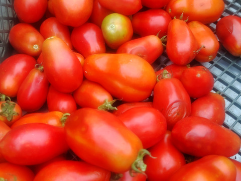 【太陽さんさん露地トマト1.6㎏～】加熱調理専用サンマルツァーノ400g以上×４パック。