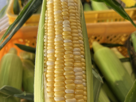 【糖度20度越え！】ミルキーな味わい【ドルチェドリーム🌽】✨️(4kg/10〜11本)スイートコーン【3L〜特サイズ】