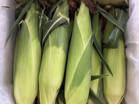 8本・お試し価格【最上級・プレミアムとうもろこし（糖度20度程度）】サニーショコラ