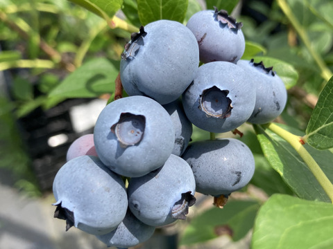 【数量限定】訳あり特価！！大人気ブルーベリー！！　7月上旬～8月下旬まで　ご家庭用　500g（250g×2パック）