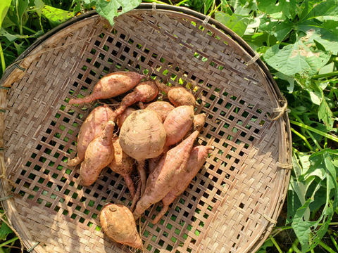 五島直送！潮風 × 火山灰土が育てた熟成島さつまいも『安納芋』4kg
