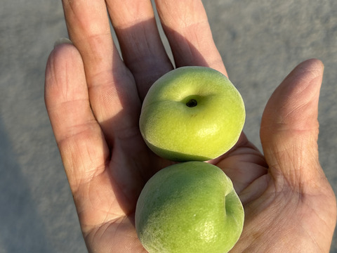 南高梅2Ｌサイズ5kg (梅干し、シロップ、ジャム等用)