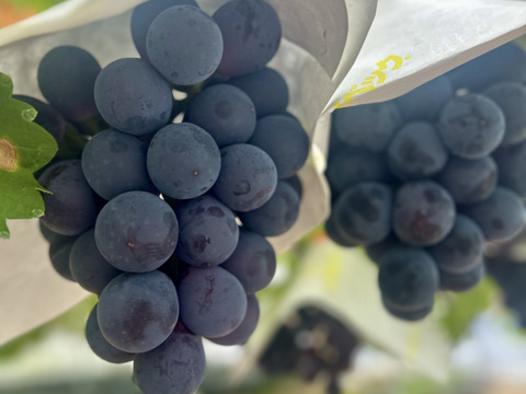 【お中元】夏ぶどう二色セット　泉州パープル＋クイーンセブン