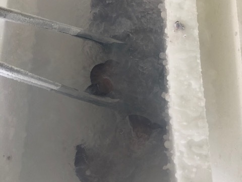 肉厚プリプリ『からだにきくらげ生』5パック
生きくらげを瞬間冷凍し使いやすさを考えた便利な冷凍品
キクラゲだけのキムチ【キク・キムチ】