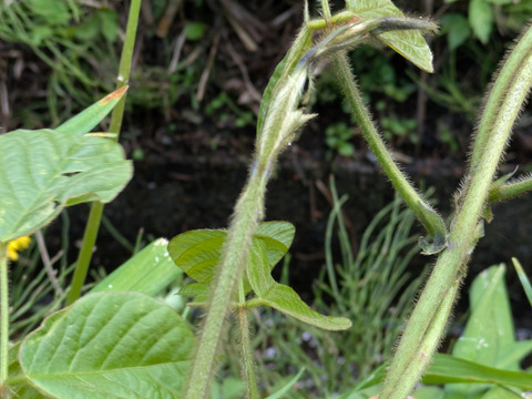 葛の新芽　天然　山菜　約100-150ｇ程度　サイズバラバラ