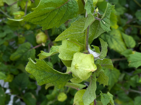 【北海道産】食用ほおずき150g【スーパーフード】
