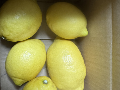 1キロ【防腐剤・ワックス不使用】ユーレカレモン　和歌山県産　秀品から傷アリまで混合です。