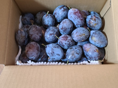 生プルーン　2キロ