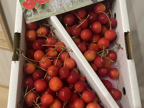 ☆朝どり！さくらんぼ☆佐藤錦☆ご家庭用 約1kg：山形県産の佐藤錦
