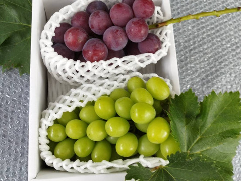 【大人気のコンビネーション】　9月初旬発送　シャインマスカット1房+ピオーネ1房 1.2kg前後　収穫後すぐに発送　のしギフト対応