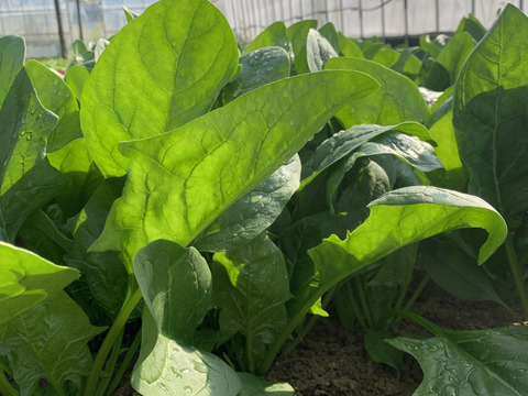 新作揃え 期間限定値下げ中！小さな農家の丁寧ほうれん草 1kg（150g×7袋 野菜