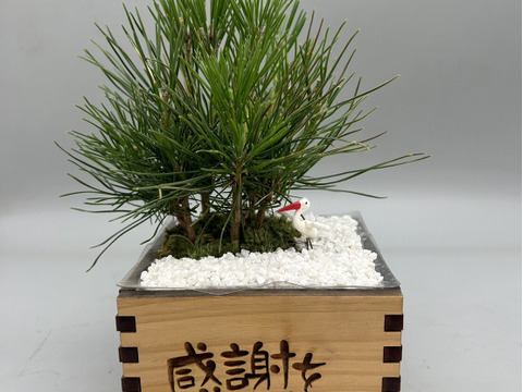 【父の日】ミニ松盆栽