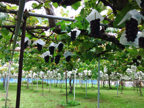 🍇朝採り🍇　1房500g超え果汁たっぷりのシャインマスカット(1.5kg・2～３房入り)