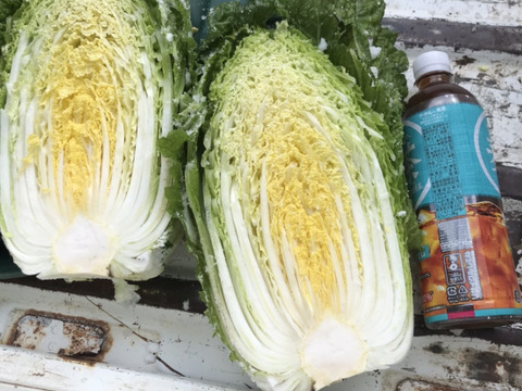 【規格外】白神山地とEM菌が育てた『寒締め白菜』１玉／１.５kg～２kg