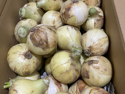 大好評，地層が違う淡路島、訳訳あり新玉ねぎスーパーアップ６キロ(風袋込み)