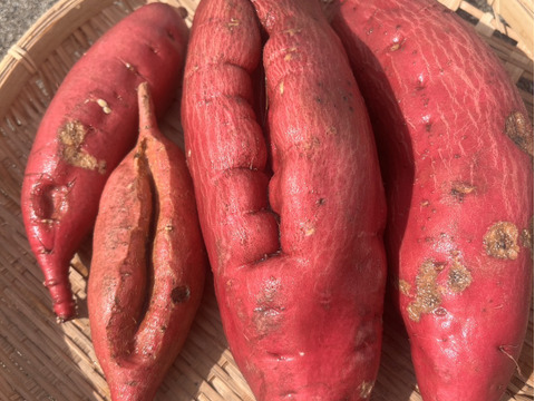 訳あり『さつまいも』遠州金時5㎏～土付き