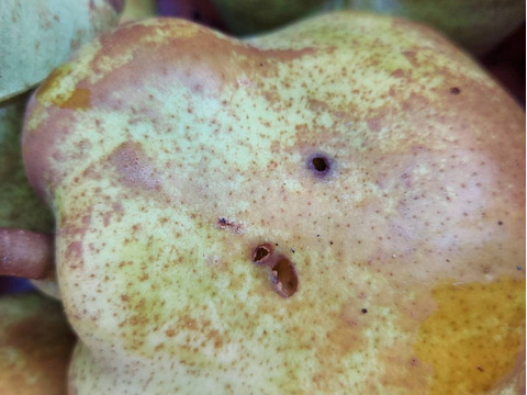 10月10日頃から発送開始！超スーパー訳あり規格外ラフランス10kバラ詰箱込11キロ