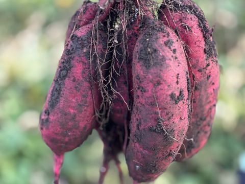 訳あり・形良し・土付き🍠シルクスウィート・内容100g〜750g大小混合
⭐︎農薬不使用