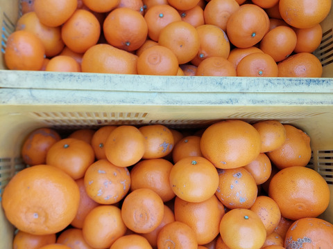 せとか【超訳あり】3kg(箱込)