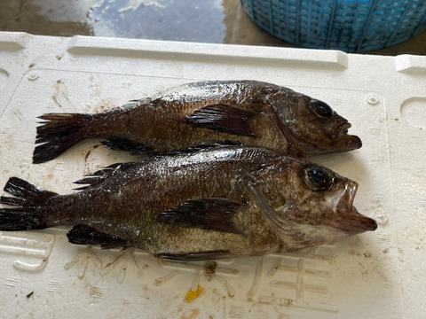 【青森県佐井村直送】おまかせ鮮魚ＢＯＸ　約３キロ